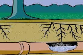How Do Tree Roots Impact Drainage Pipes?